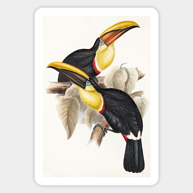 Lemon-Rumped Toucan Art Print 1833-1835 John Gould Vintage Reproduction Sticker by ZiggyPrint